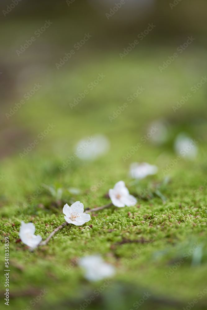 Many cherry blossom petals are scattered on beautiful moss Stock Photo Adobe Stock