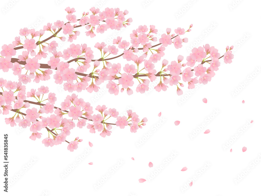 満開の桜_ベクターイラスト