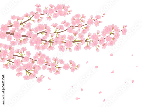 満開の桜_ベクターイラスト © あ こ