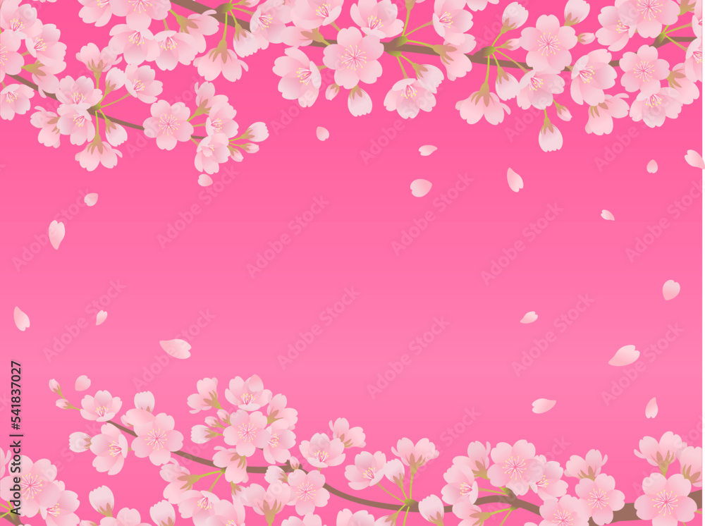 満開の桜と濃いピンクのフレーム背景_ベクターイラスト