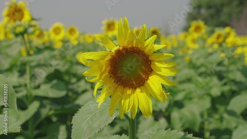 yellow blooming sunflower field summer. agriculture concept. healthy food. business growing seeds for production vegetable meat. vegetarian healthy food. farming. summer harvest season. vegetable oil.