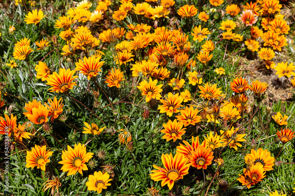 cheerful orange gazania drought tolerant