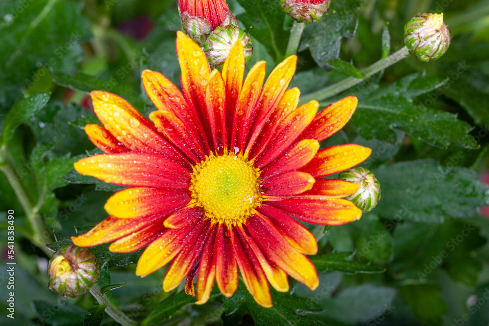 cheerful orange gazania drought tolerant cheerful orange gazania drought tolerant