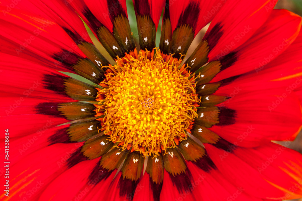 gazania daisy popular garden flower gazania daisy popular garden flower