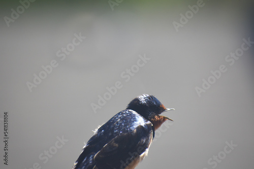 Barn Swallow 