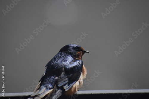 Barn Swallow