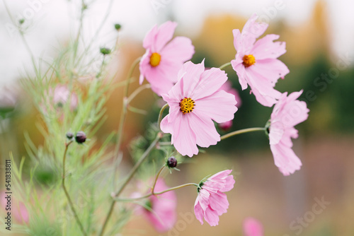 cosmos blowing in the wind