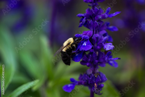 bee on a salvia flower