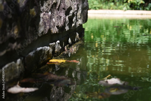 frog in the pond
