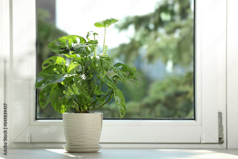 Beautiful monstera in pot on wooden window sill. Space for text Beautiful monstera in pot on wooden window sill. Space for text