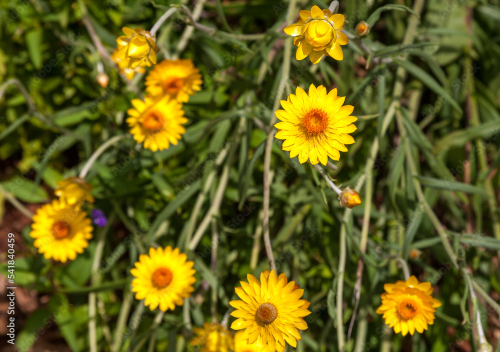 Everlasting daisies last for a long time Everlasting daisies last for a long time
