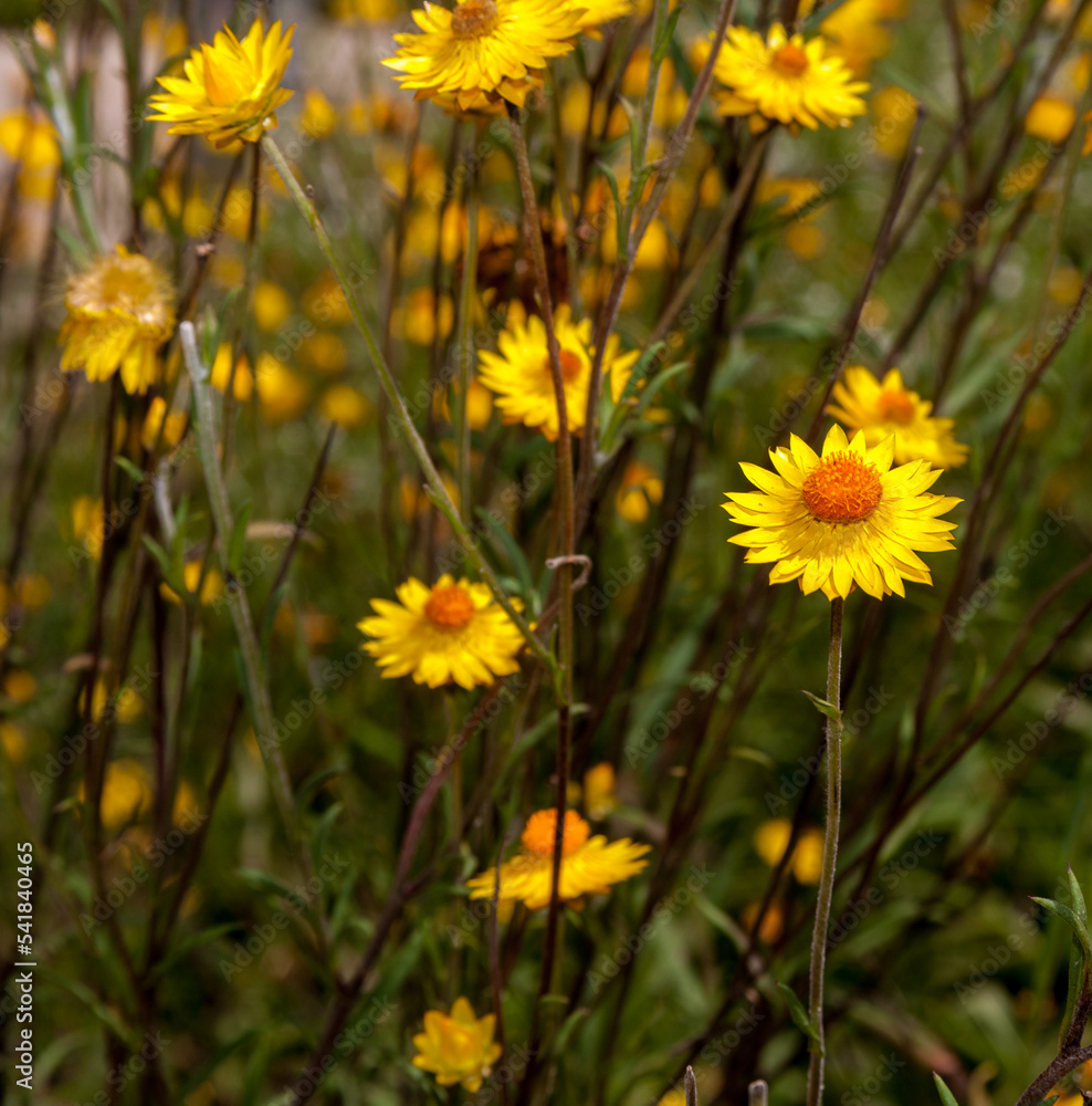 Obraz premium Everlasting daisies last for a long time