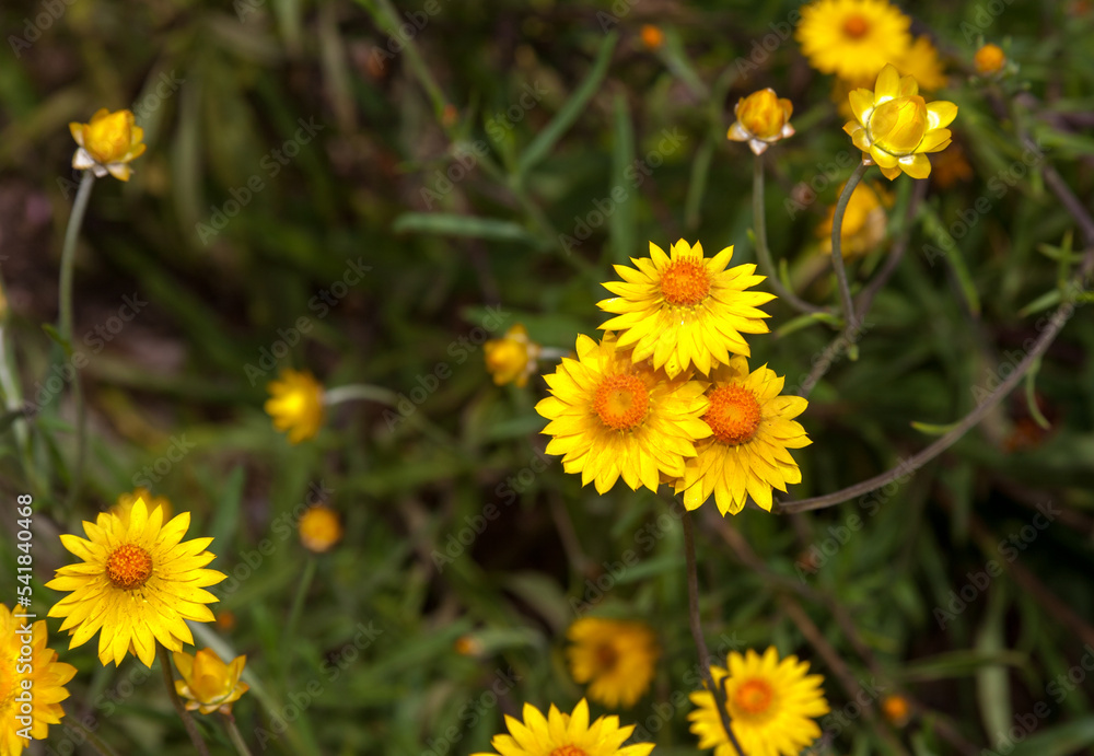 Everlasting daisies last for a long time Everlasting daisies last for a long time