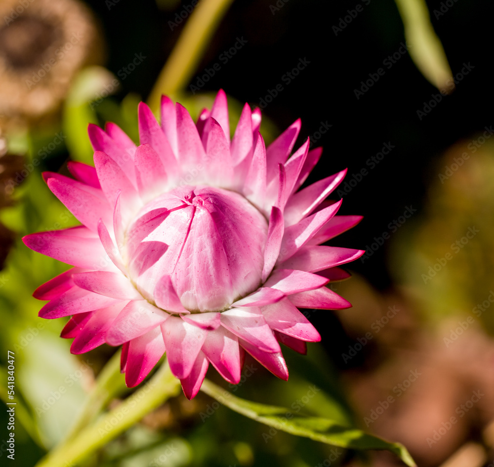 Everlasting daisies last for a long time Stock 写真 Adobe Stock