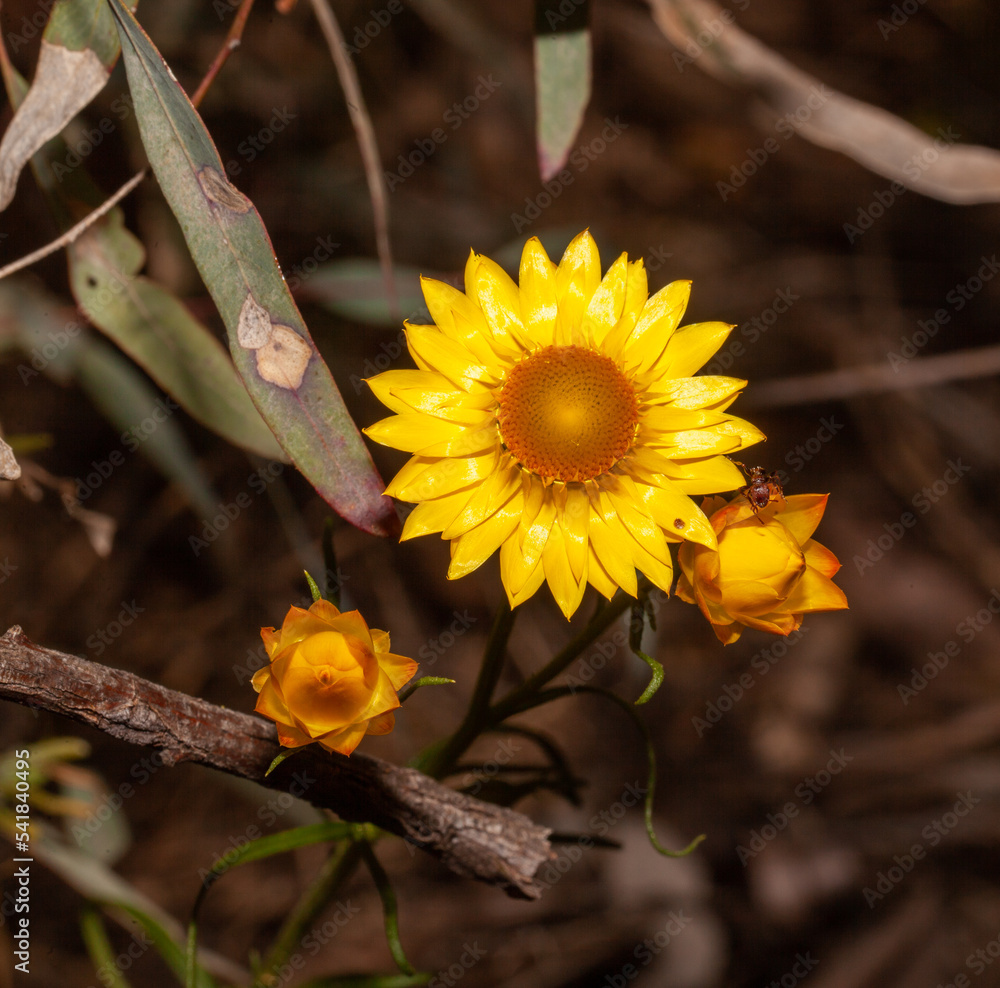 Everlasting daisies last for a long time Stock Photo Adobe Stock