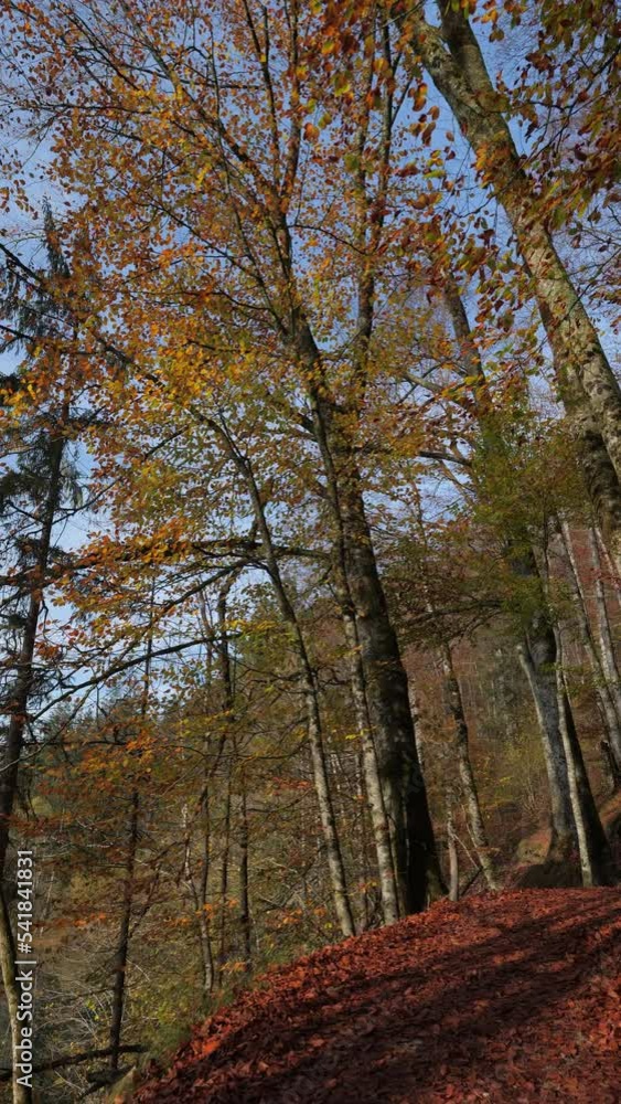 Walking Along Path in a Forest in Autumn Vertical Video Walking Along Path in a Forest in Autumn Vertical Video