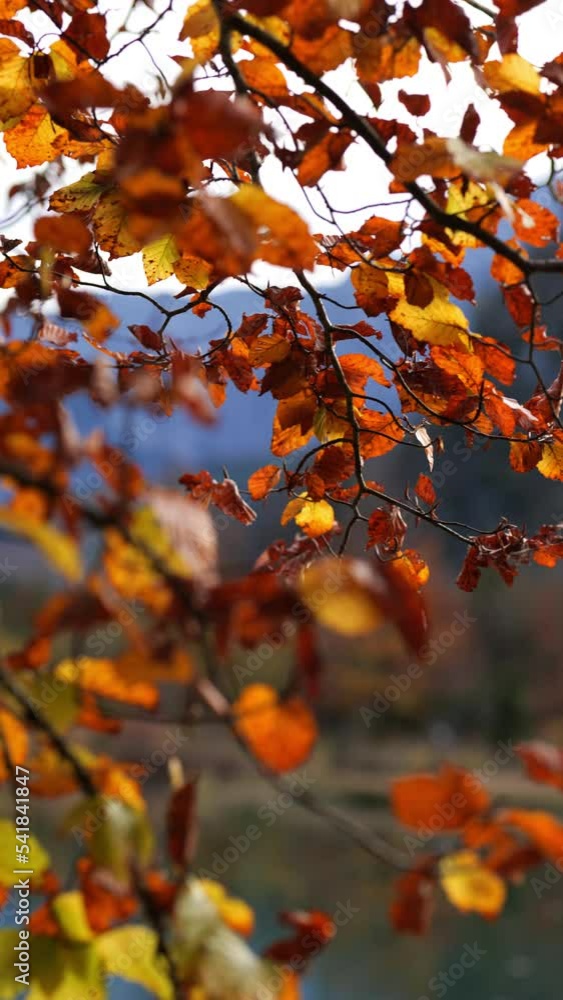 Autumn Leaves and Blurred Background Vertical Video Autumn Leaves and Blurred Background Vertical Video
