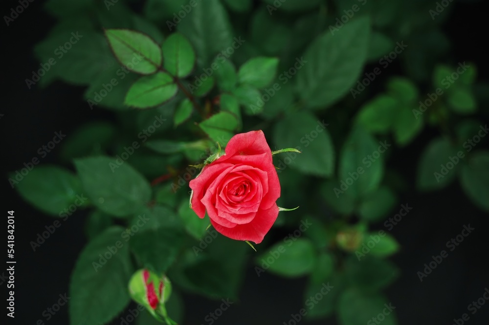 Romantic Red Rose blossom flower Romantic Red Rose blossom flower