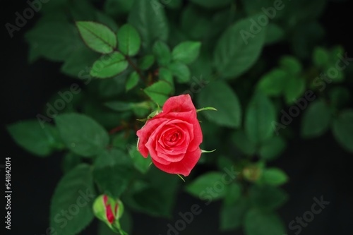Romantic Red Rose blossom flower
