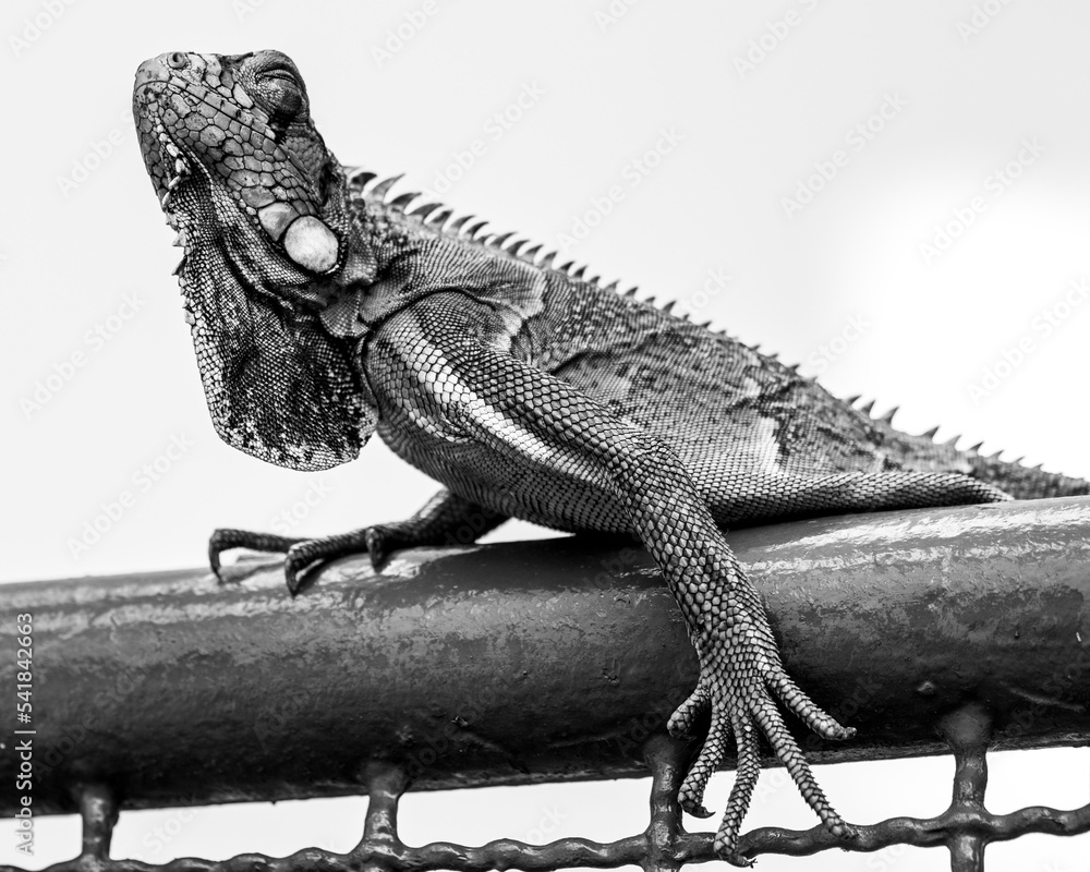bearded dragon lizard Photos | Adobe Stock