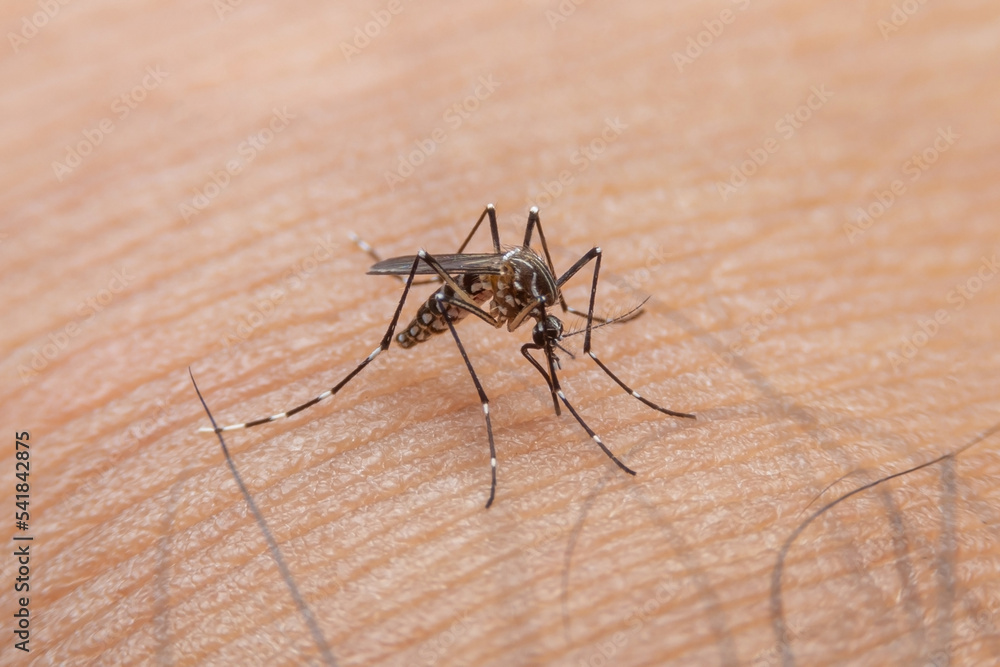 Striped mosquitoes are eating blood on human skin. Mosquitoes are carriers of dengue fever and malaria.Dengue fever is very widespread during the rainy season. Striped mosquitoes are eating blood on human skin. Mosquitoes are carriers of dengue fever and malaria.Dengue fever is very widespread during the rainy season.