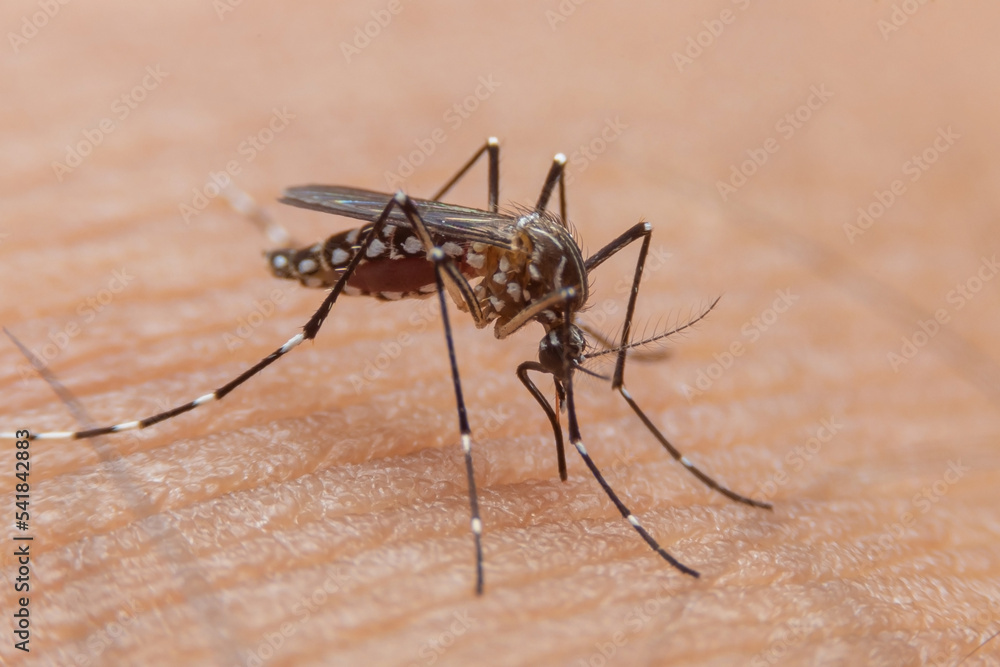 Striped mosquitoes are eating blood on human skin. Mosquitoes are carriers of dengue fever and malaria.Dengue fever is very widespread during the rainy season. Striped mosquitoes are eating blood on human skin. Mosquitoes are carriers of dengue fever and malaria.Dengue fever is very widespread during the rainy season.