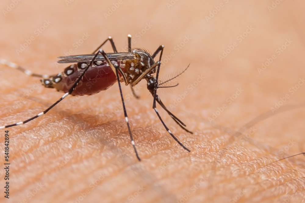 Striped mosquitoes are eating blood on human skin. Mosquitoes are carriers of dengue fever and malaria.Dengue fever is very widespread during the rainy season. Striped mosquitoes are eating blood on human skin. Mosquitoes are carriers of dengue fever and malaria.Dengue fever is very widespread during the rainy season.