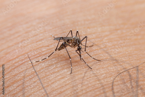 Striped mosquitoes are eating blood on human skin. Mosquitoes are carriers of dengue fever and malaria.Dengue fever is very widespread during the rainy season.