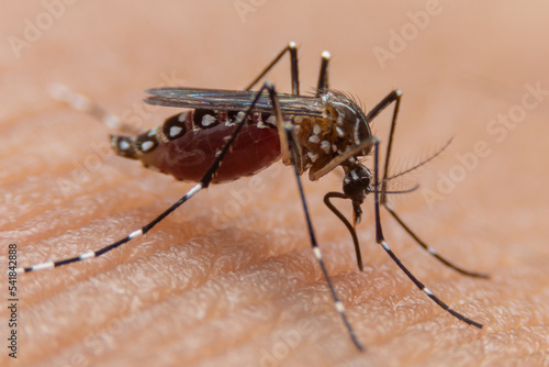 Wallpaper Mural Striped mosquitoes are eating blood on human skin. Mosquitoes are carriers of dengue fever and malaria.Dengue fever is very widespread during the rainy season. Torontodigital.ca
