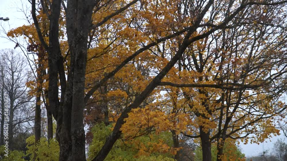 Autumn urban greenery landscape with a little bit of yellow to brownish leaves in the foliage of maple. A view of the naked tree branches in a fall season afternoon. Autumn urban greenery landscape with a little bit of yellow to brownish leaves in the foliage of maple. A view of the naked tree branches in a fall season afternoon.