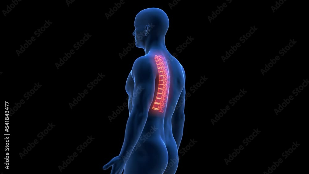3d rendered medical animation of the thoracic spine Stock Video | Adobe ...