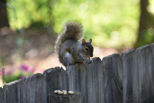 Photography squirrel in the park