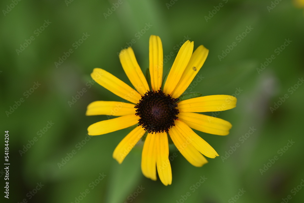 yellow flower yellow flower