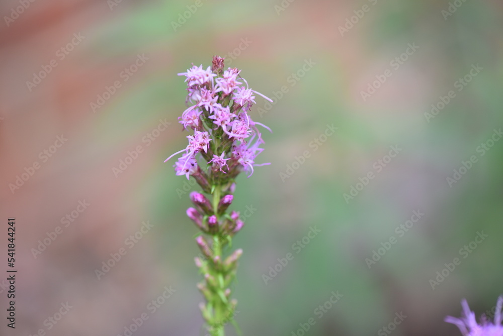 Obraz premium bee on flower