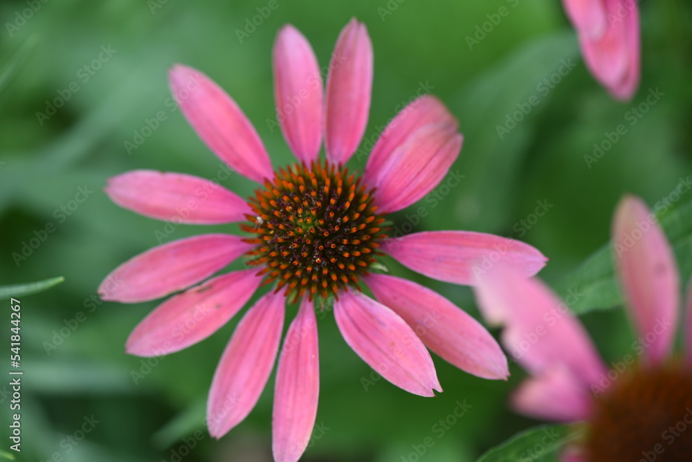 pink flower