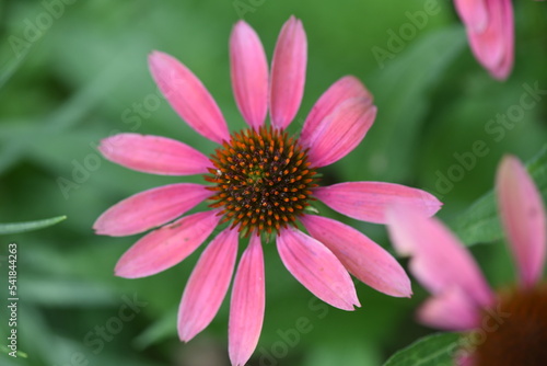 pink flower