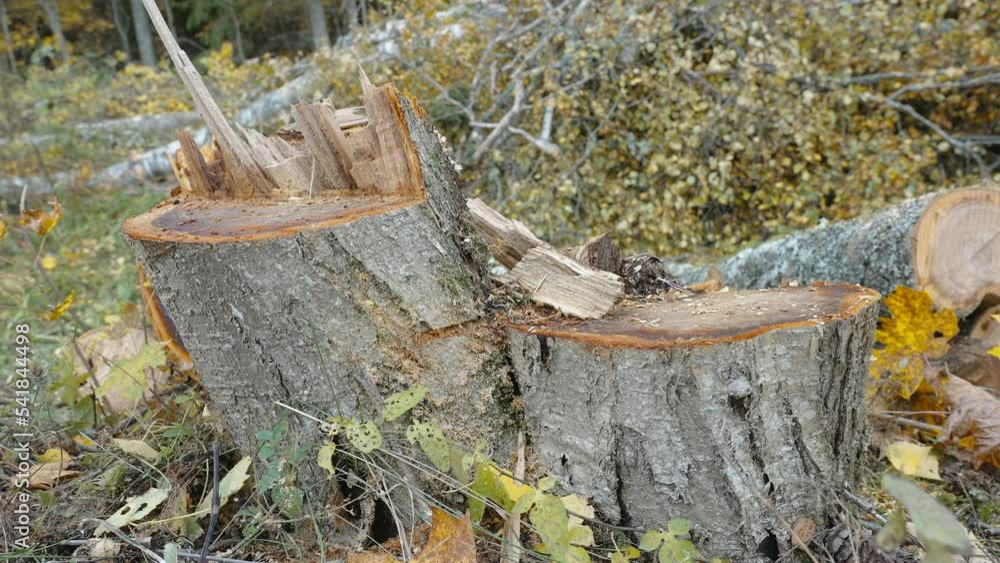 Closer look of the rowan tree stump after being cut off in the forest in Estonia Closer look of the rowan tree stump after being cut off in the forest in Estonia