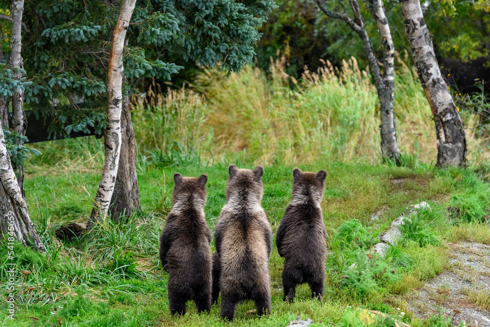 Young bear cubs standing up watching for mother bear, cubs looking into