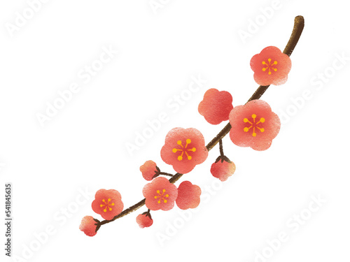 梅の花