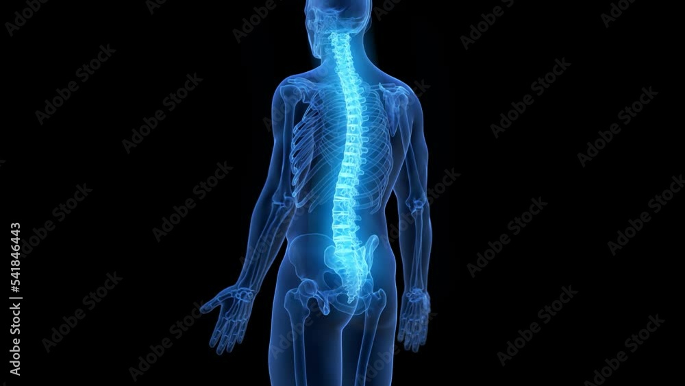Spine Animation Material 3d rendered medical animation of the human spine Stock Video | Adobe Stock