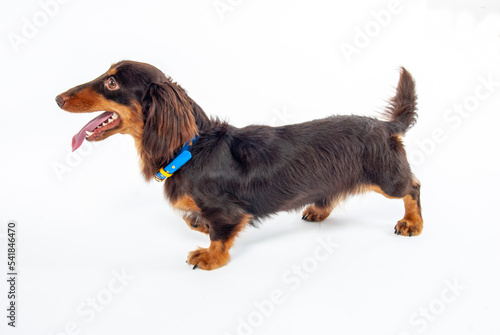 横を向くミニチュアダックス