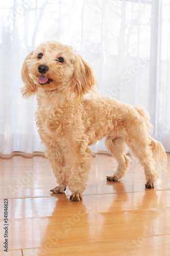 トイ・プードル