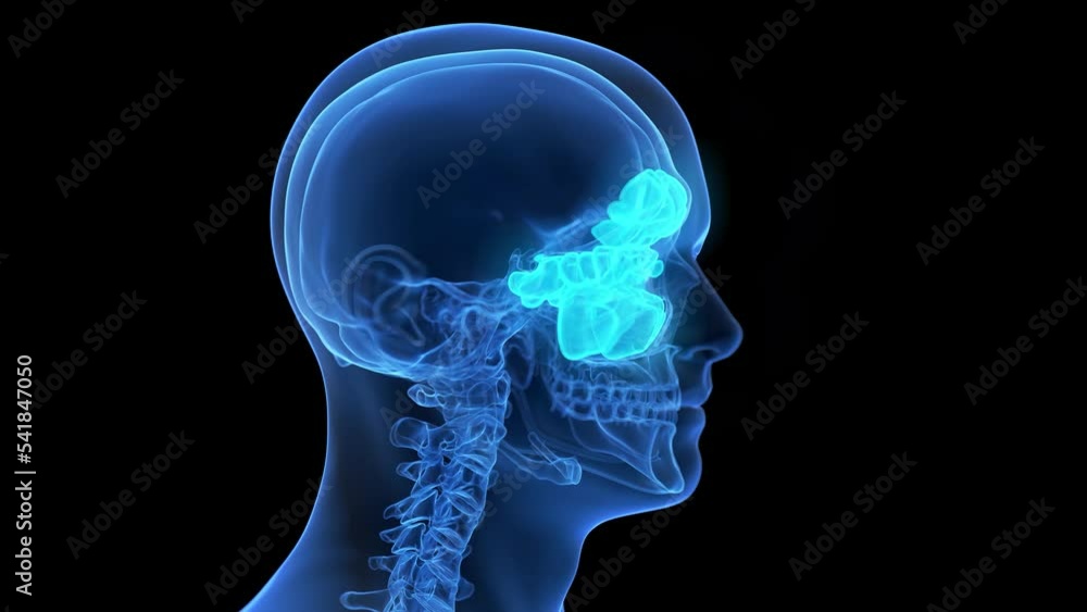 3d rendered medical animation of the sinuses 3d rendered medical animation of the sinuses