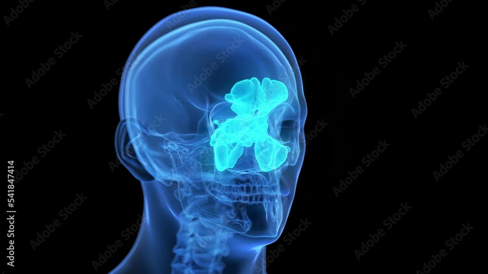 3d rendered medical animation of the sinuses 3d rendered medical animation of the sinuses
