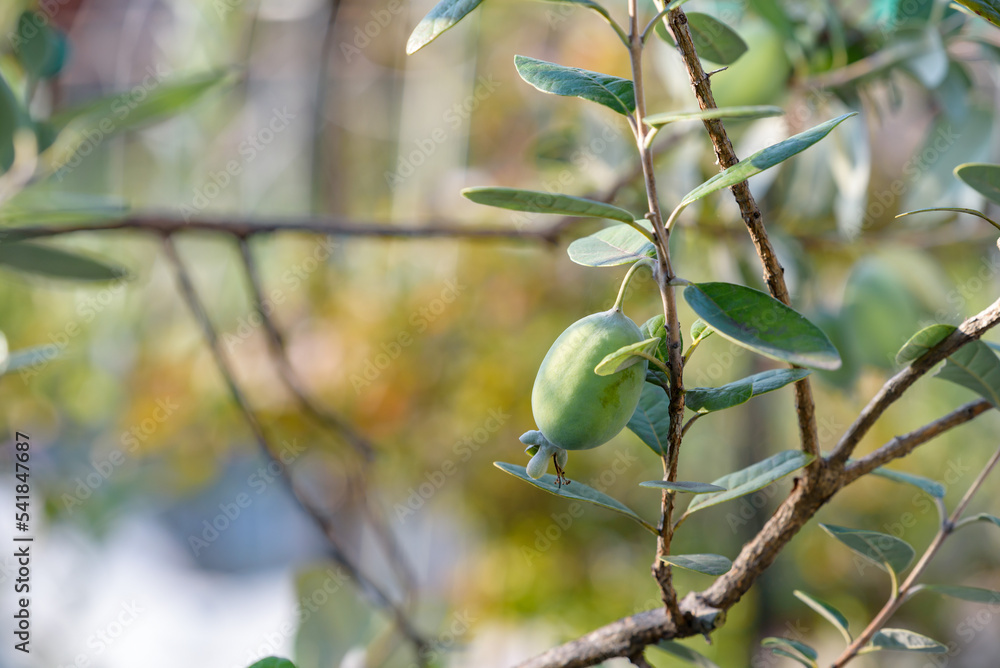 Feijoa's fruits, on the tree StockFoto Adobe Stock