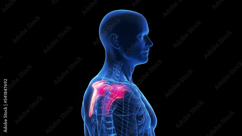 3d rendered medical animation of the scapula 3d rendered medical animation of the scapula