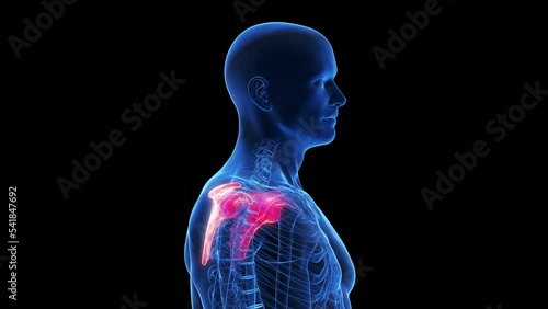 3d rendered medical animation of the scapula photo