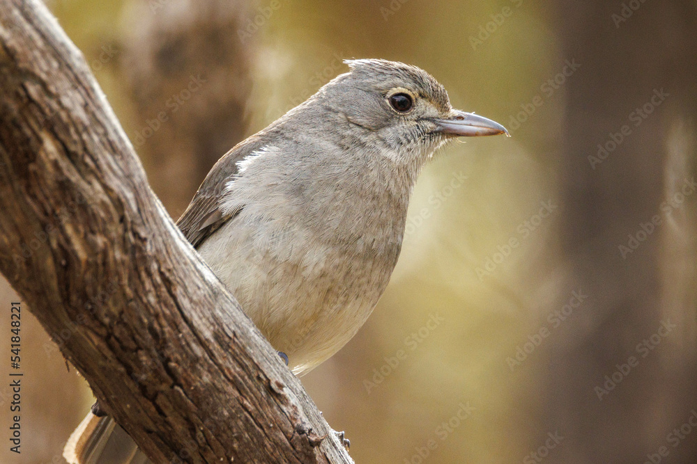 Grey Shrike Thrush in Western Australia Grey Shrike Thrush in Western Australia