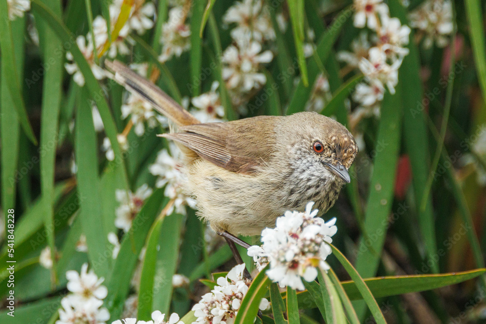 Fototapeta premium Inland Thornbill in Western Australia