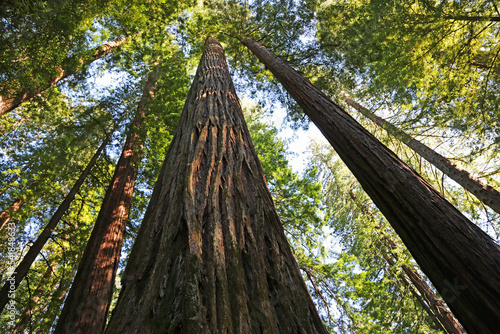 Giant sequoia stem - Redwood National Park, California © jerzy